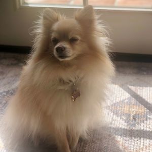 Meet your Posher, Tiffany